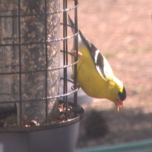 Yellow Chickadee