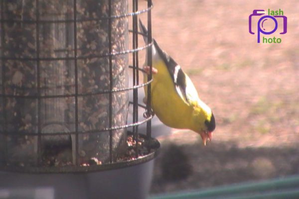 Yellow Chickadee