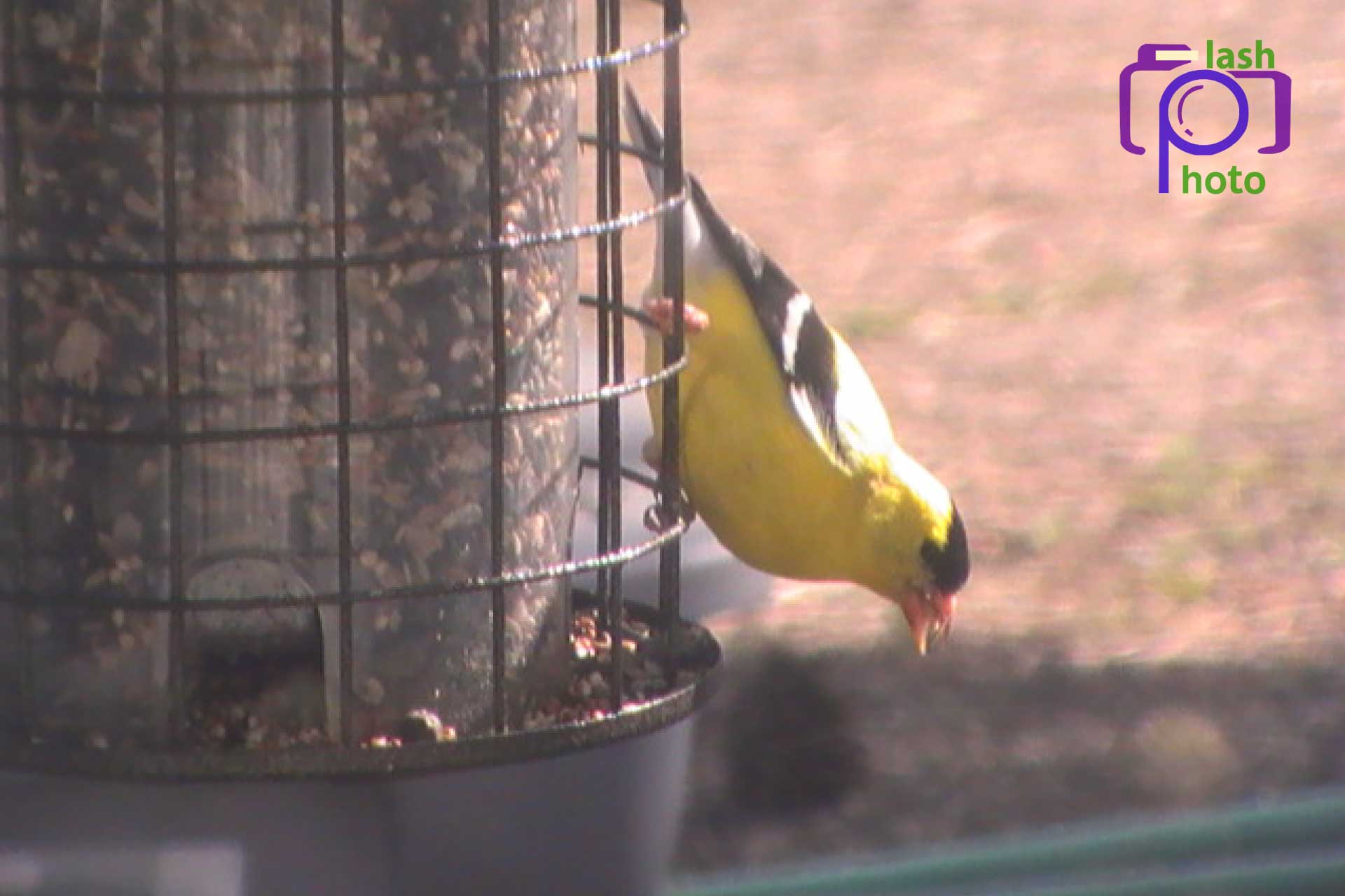 yellow chickadee