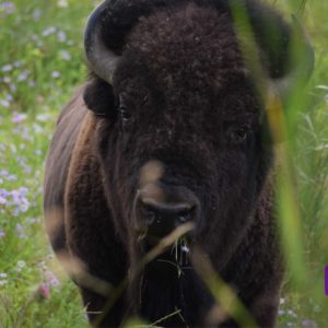 bison