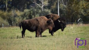 Bison