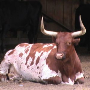 cow