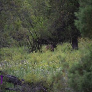 elk