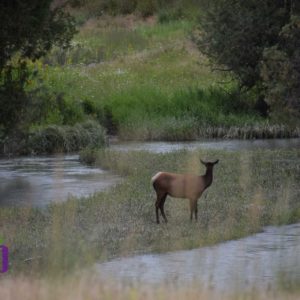 elk