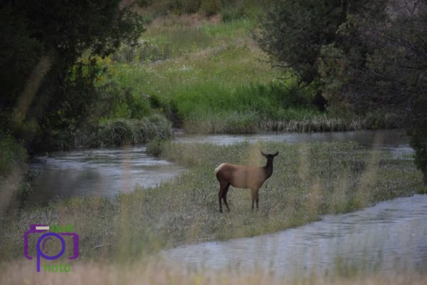 elk