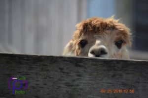 Llama