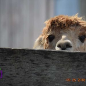 Llama