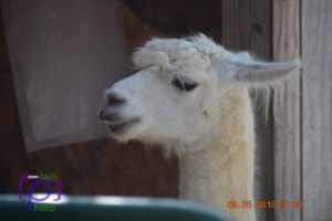 llama