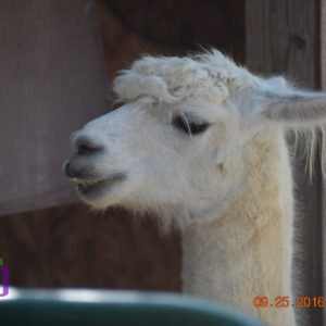 llama